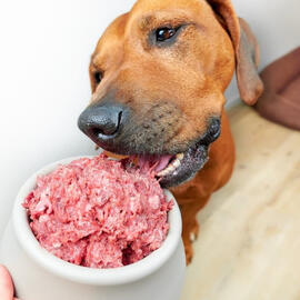 Wholesome Raw Dog Food – Naturally Better for Your Best Friend